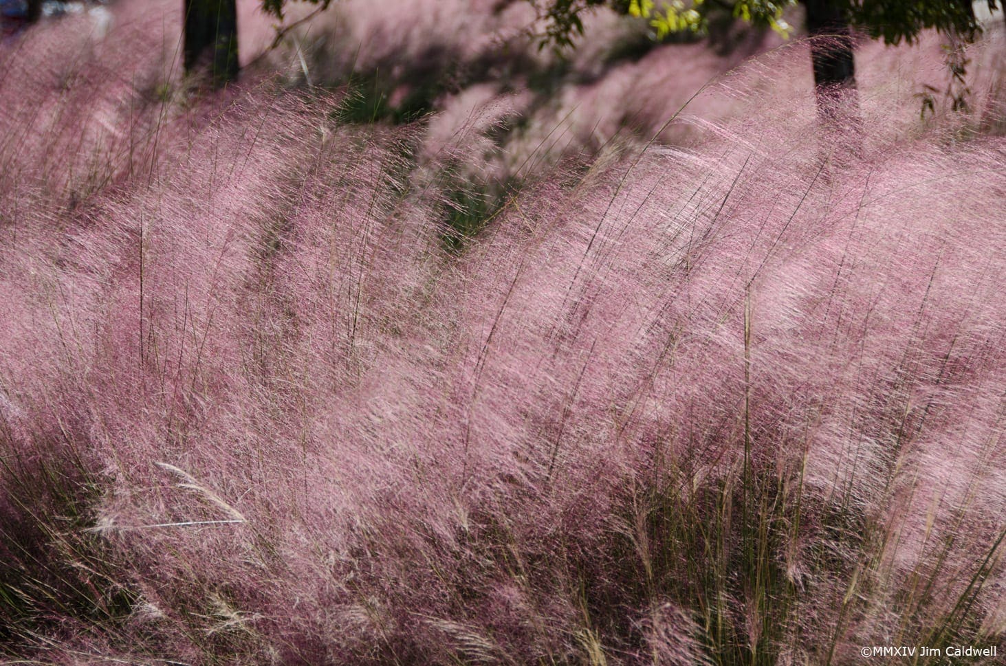 Discovery Green Houston